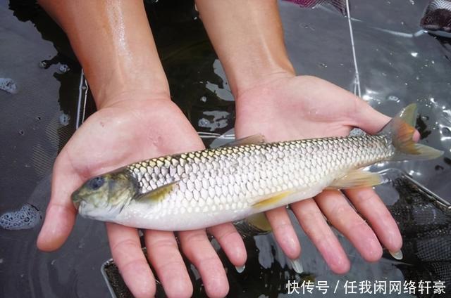 山林|消失的“溪流女王”,钓这种鱼曾是许多南方人的童年记忆