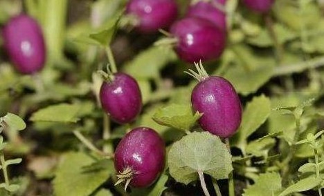 地茄子|专家每天当零食吃几个,活血祛湿,不想每天疲惫不堪的可试试