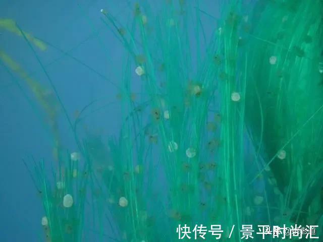 钓鱼人看着都痛心,河道清理水草,密密麻麻的鱼卵也一同被清理