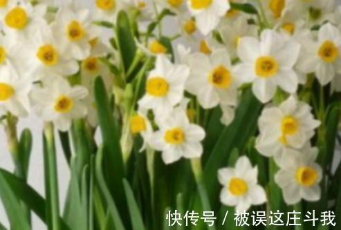 越漂亮的花越有毒。快来了解这18种“大毒化”。提高知识不吃亏