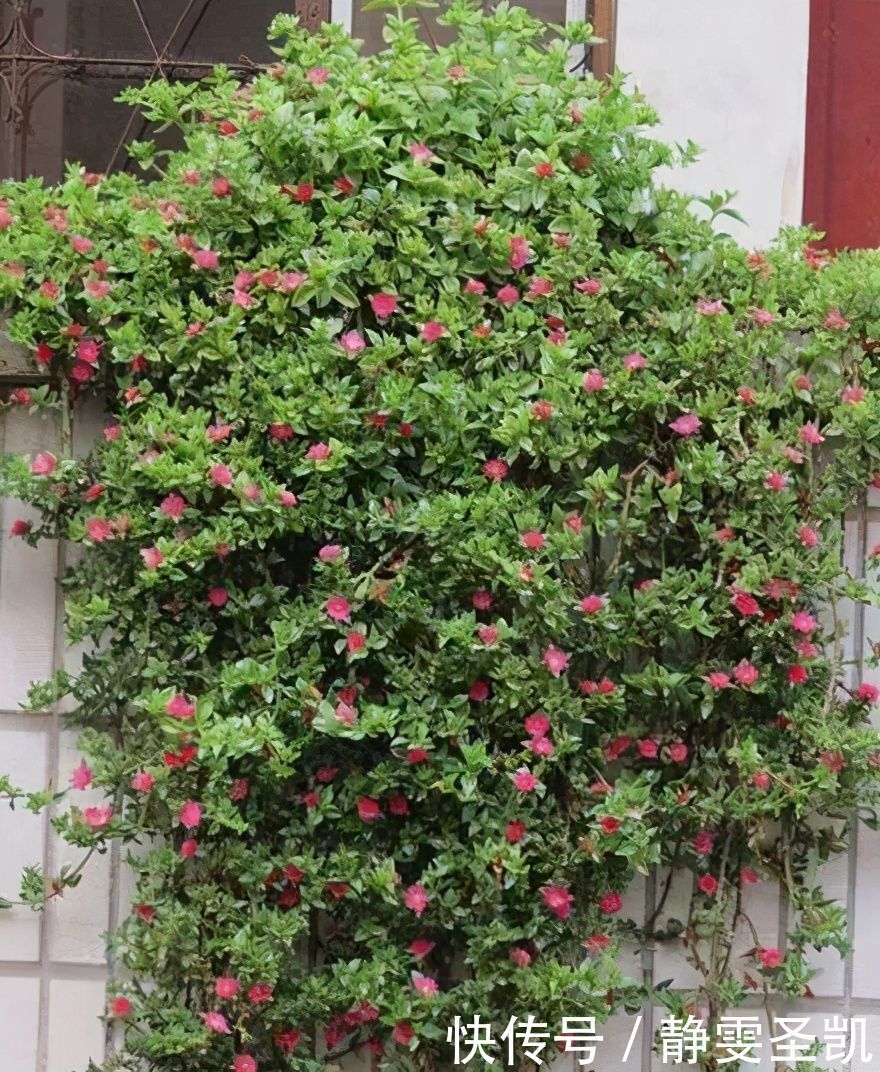 容易爆盆的“3种”吊兰,挂起来养在阳台,就像“绿窗帘”