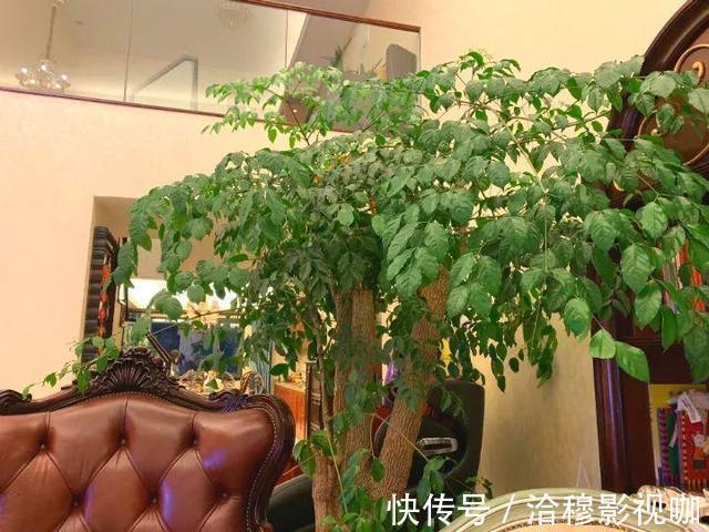 养护|6种“生财花”,夏季养家里,“浇水”要注意,要不黄叶、烂根