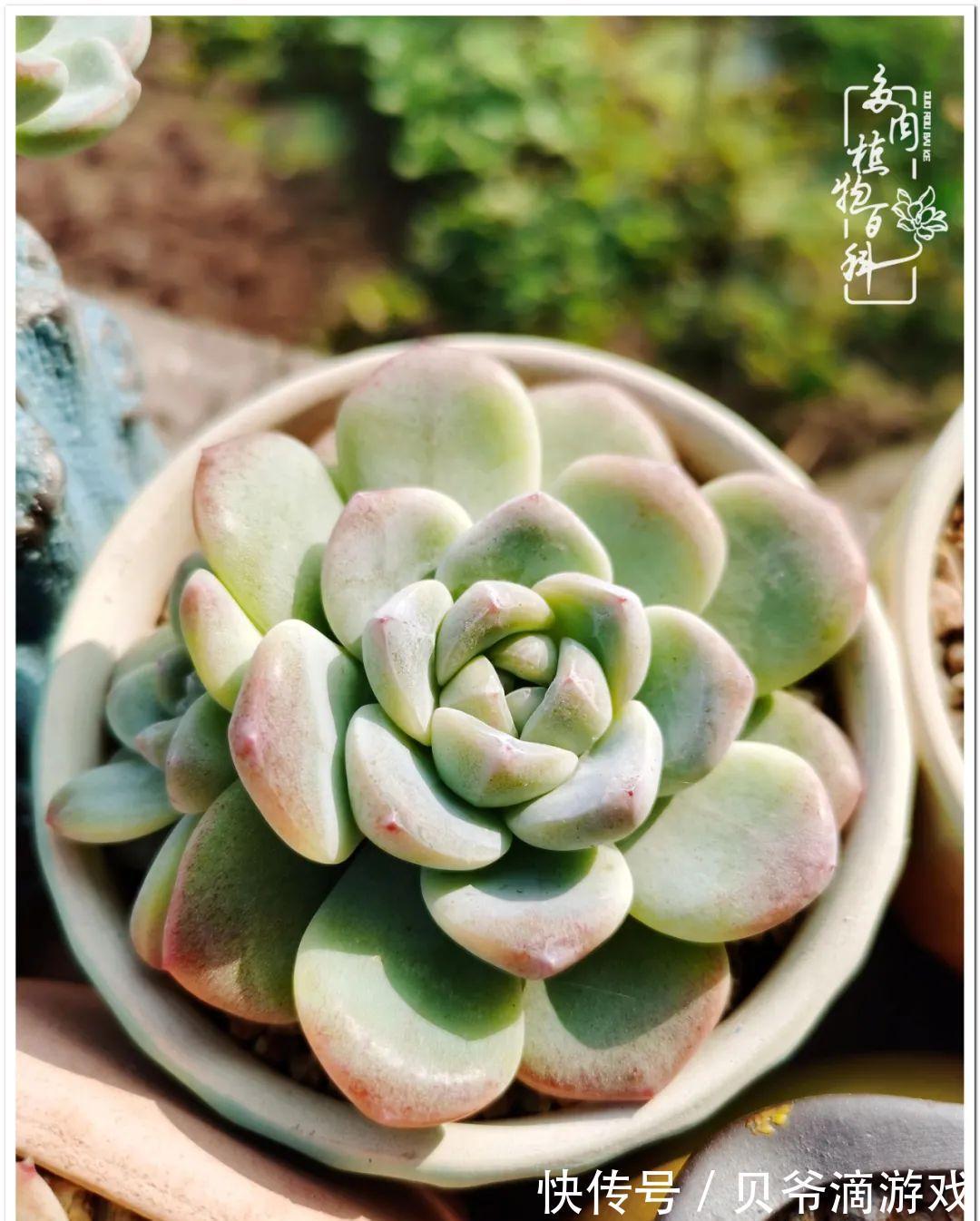 养多肉是喜欢，顺其自然是心境！