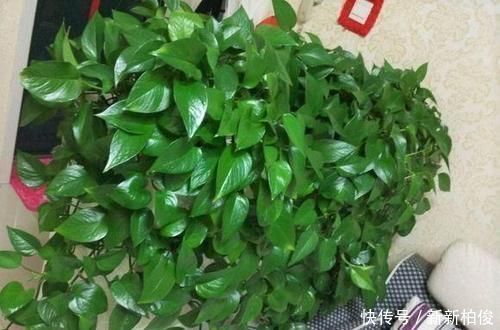 家里过期的小药片,用来养花,叶比巴掌大,花开满枝头!