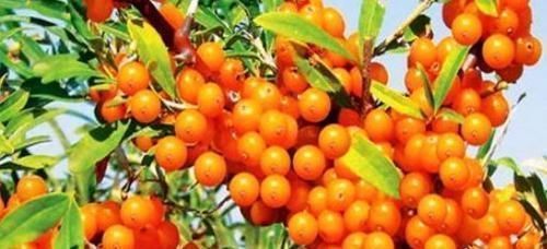 抗衰|每天不妨多吃几种食物,排毒抗衰,补益身体,好吃又健康!