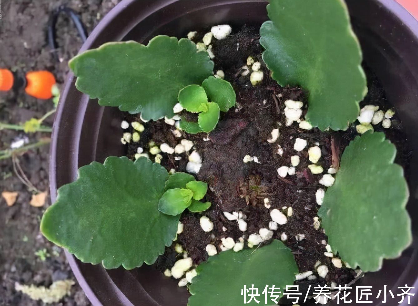 秋天可以叶插6种植物，一片叶子就能繁殖，养1年就能变大苗
