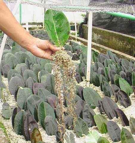  不烂|捡点垃圾放花盆，花儿舒舒服服，十年不烂根，花开枝繁叶茂