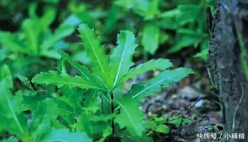 泥胡菜|清肠排毒还防治妇科疾病的农村野菜,它们都是难得的中草药!