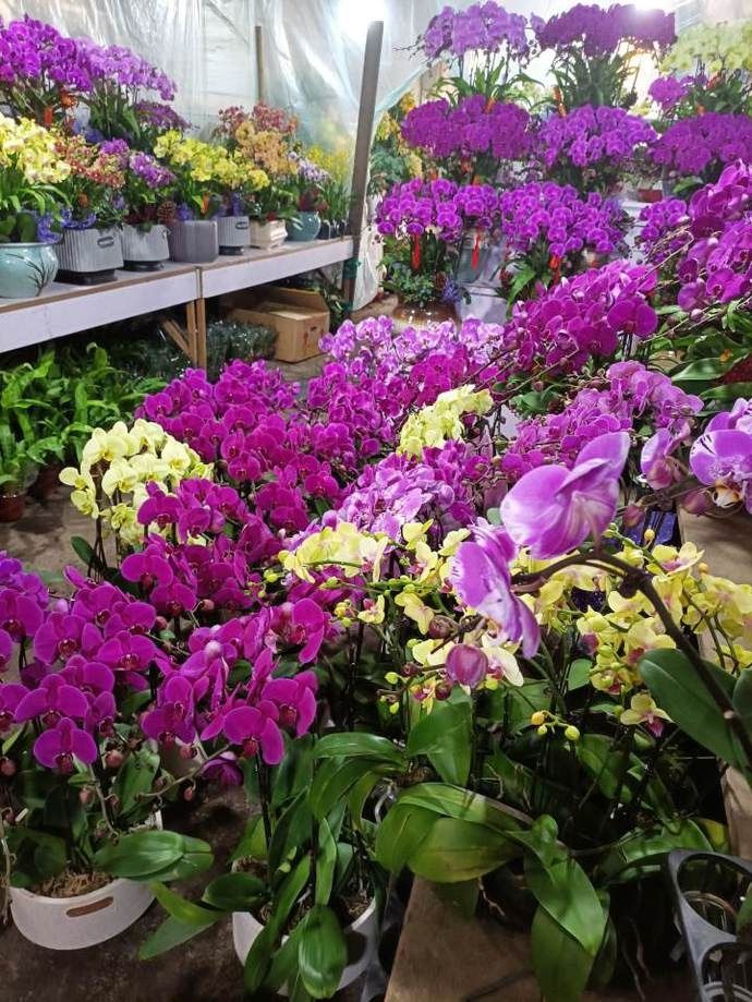 直播杭州新春花市什么最香，哪种年宵花最受宠，小时新闻带你逛