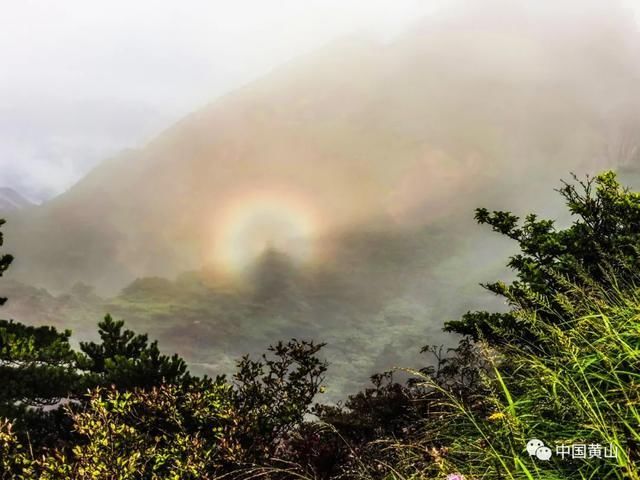 吴立新|云游雨后黄山 美景如画好似仙境