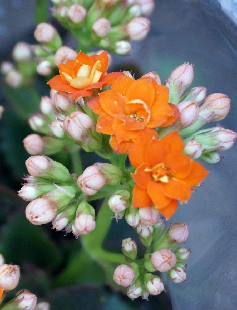 小花|秋养长寿花需要做很多，具体养护步骤都有了，再不打理就晚了