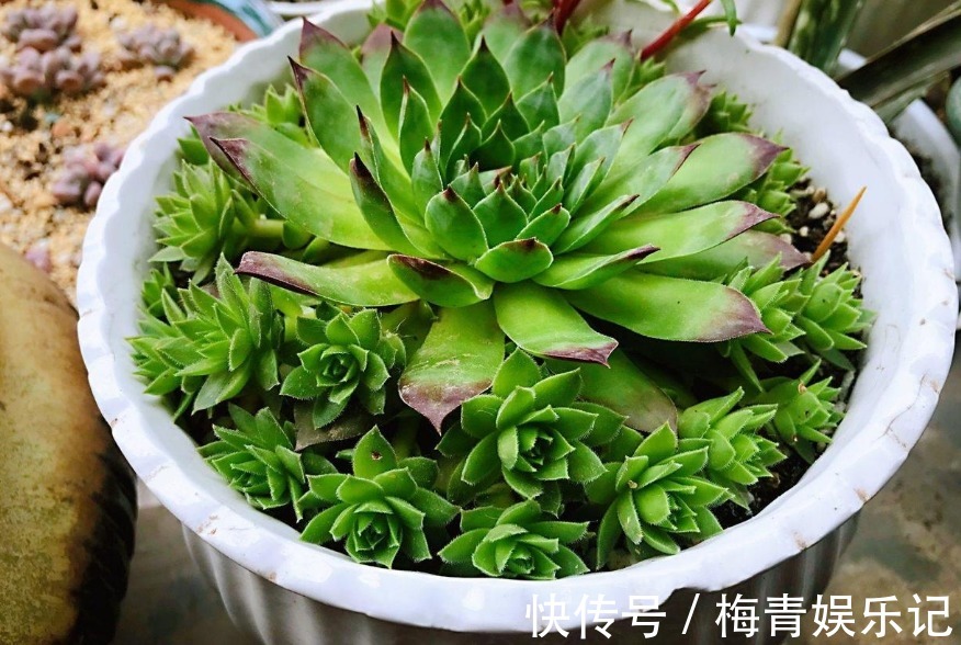 养花别再没自信了，盆栽这“4款”多肉，“随便整”都弄不死