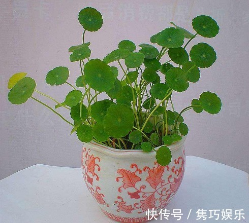 5种适合懒人养的盆栽,一月不管也能活,花开好养还爆满,美翻了