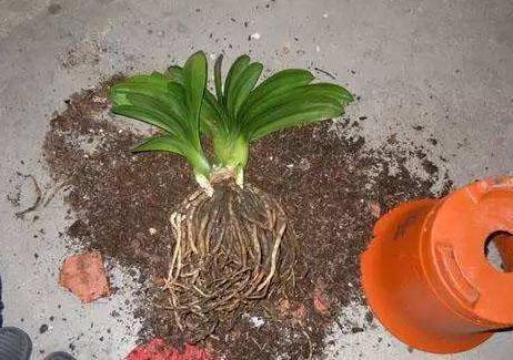 君子兰不冒花，直接“一刀切”，花箭钻出叶，花开“年年红”