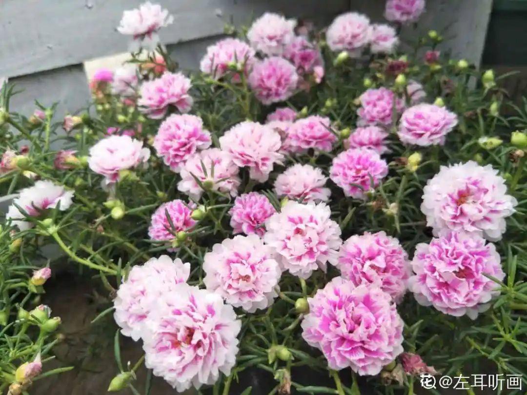 10种“养不死”的花,绿萝只能排最后一名,养死3种以上的举手