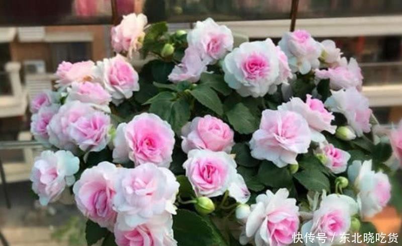 飘香|开花最香的4种花，家里养一盆，满屋飘香，一开就是300多天