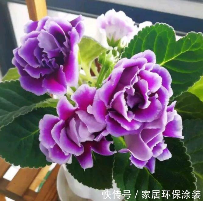 茑萝花|家里必养此款花卉，耐寒易打理，花美色艳，养在阳台极美了