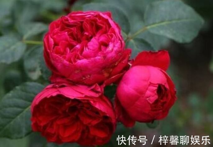 沙壤土|喜欢牡丹,不妨养盆“精品玫瑰”红色伊甸园,开花爆盆,花比叶多