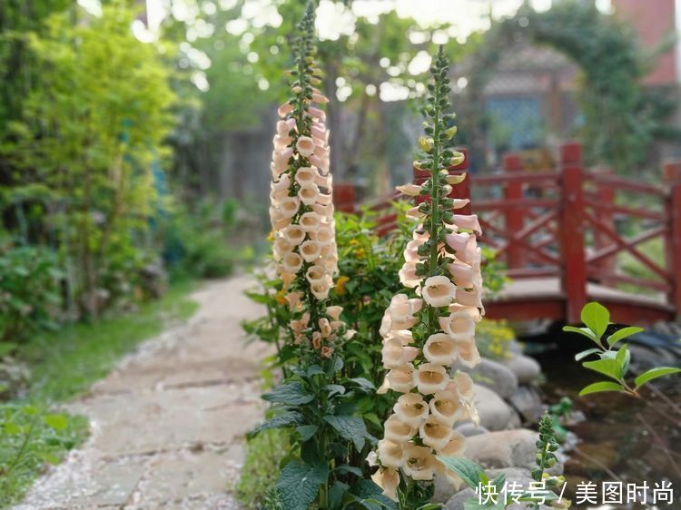 美好时光|花园改造:3年前买了栋带170㎡花园的房子,过上种花草的乡村生活