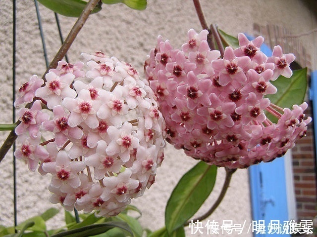 芳香|这5种花卉盆栽,美丽又好闻,花期长,花量大,给家里满屋馨香
