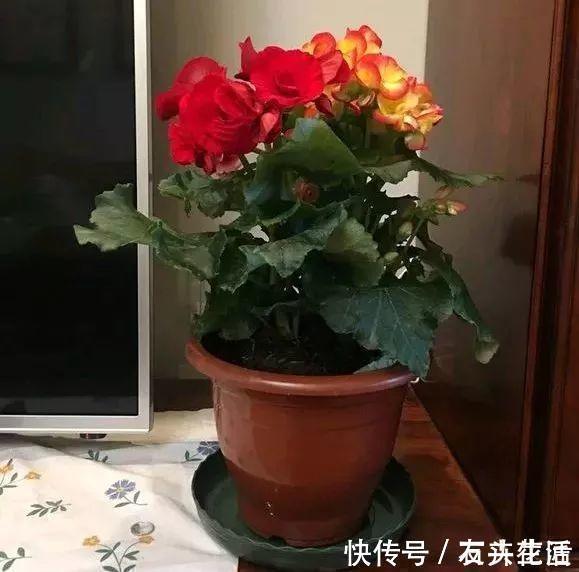 干旱|养花“干透浇透”你真的懂吗?很多人做错了,难怪盆土板结!