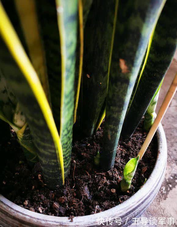 观叶|单棵虎皮兰孤零零,喂点“羊粪球”,小芽窜不停,10天长满花盆