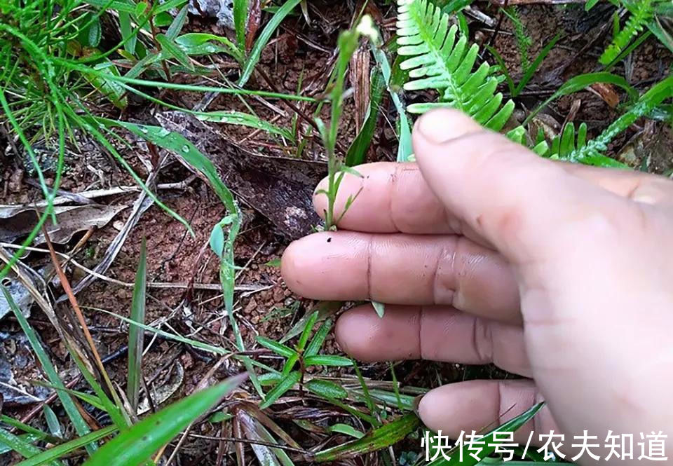 独脚金|农村这种野草，看似“骨瘦如柴”却价值昂贵，遇见了请珍惜