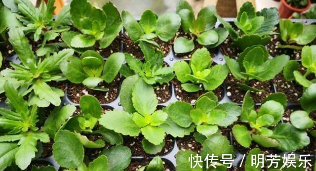 养花新手,就扦插这4种花,长根快成活快,越养越多颜值超高