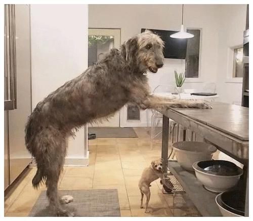 世界上最高大的狗 体型不输成年人 内心却藏着一个小公主 快资讯