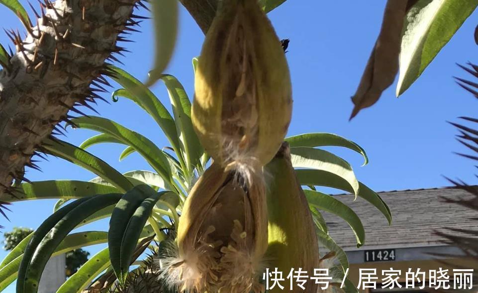 火山石|做一个多肉植物庭院，省心省事好打理，满满的异域风情