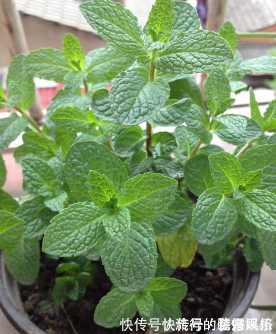 5种香花,家里养一盆,好看还“养人”,全家都健康