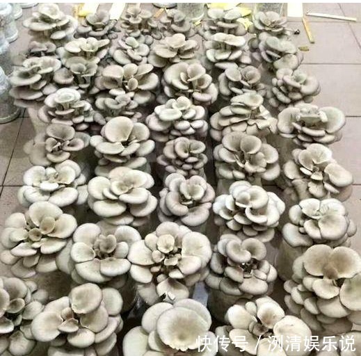 袋口|大叔阳台盆栽“蘑菇”,1盆变10盆,3天吃一茬,够全家吃!