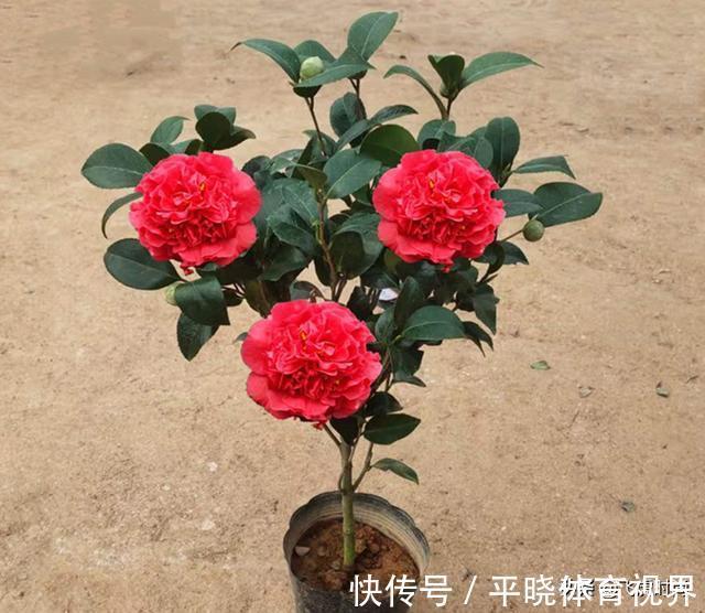 落蕾|初春养茶花,记住三个事项和注意要点,不落蕾也不掉叶