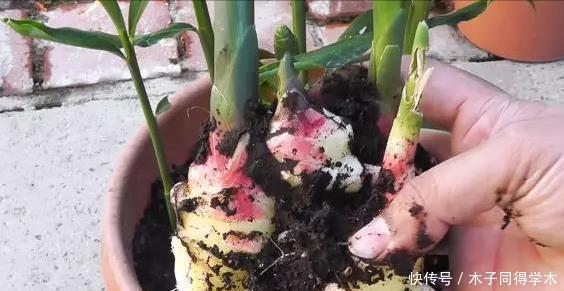 盆栽|阳台种生姜,只用泡沫箱,挖出几十斤,轻松收货“姜山”