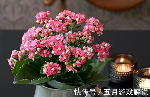 花卉|用酵母粉养花,让花卉长得更加茂盛,叶子也更加有光泽