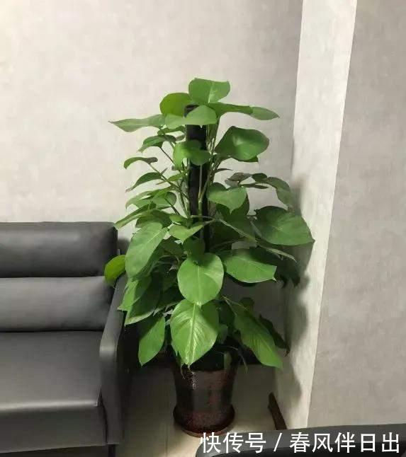 养花别乱放,家里有几处,空着也别放,放一盆死一盆