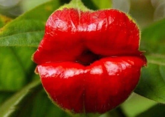 家里适合养这花,花期长,1朵花能开100天,放在阳台就爆盆