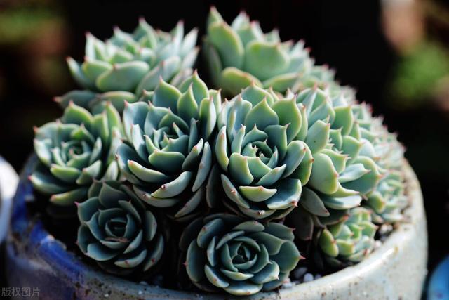 多肉越长越丑,长成了独杆,枝条还变色,怎么处理好两个方法