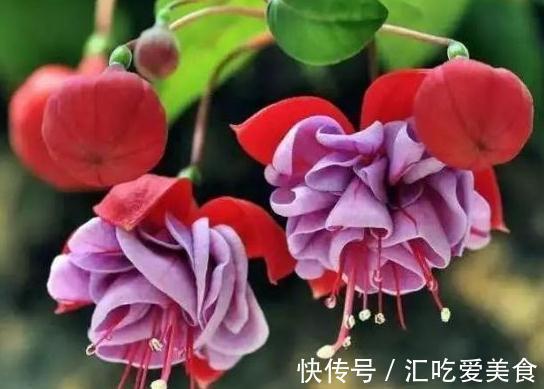 农历十月初三立冬后，养什么花？以下3种花，招财进宝好运连连