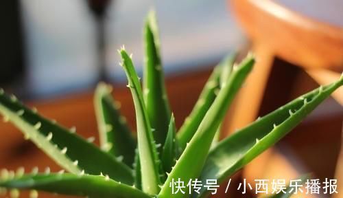 植物|卧室养7种“植物”，放一盆，空气好，睡眠好，好养漂亮长爆盆