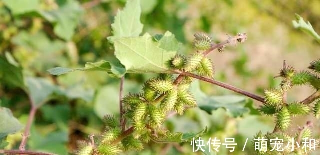 鲁西南|小时候经常见的17种植物,很熟悉却叫不上名字,现在终于知道了