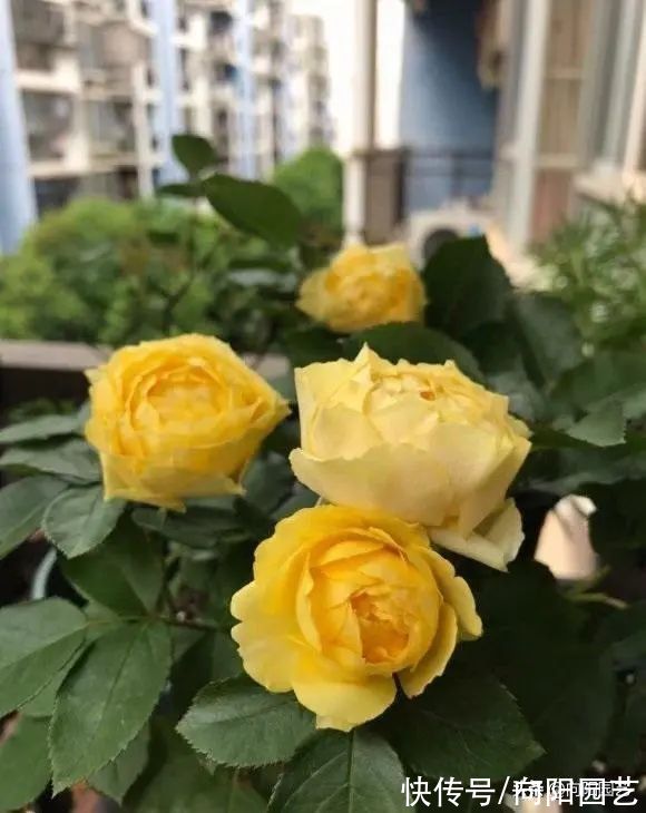 8种花,想要养得好,必须用大盆种,大水大肥养,开花才能多