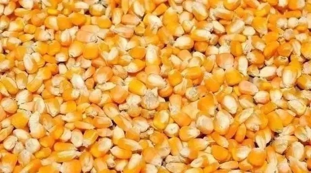 钓鱼比较费钱?成本不足半瓶维它米,钓上来128斤鲫鱼