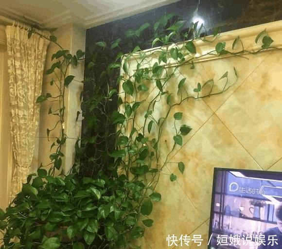 要点|几个要点让绿萝安全过冬,来年绿爆盆