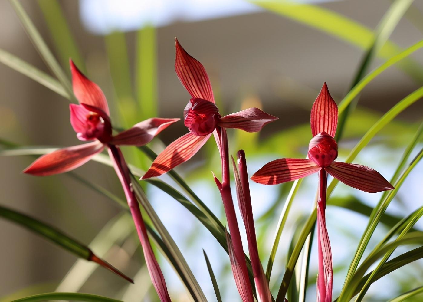 秋天到了，这种兰花要种1盆，顶级红素，兰香淡雅，好看又好养