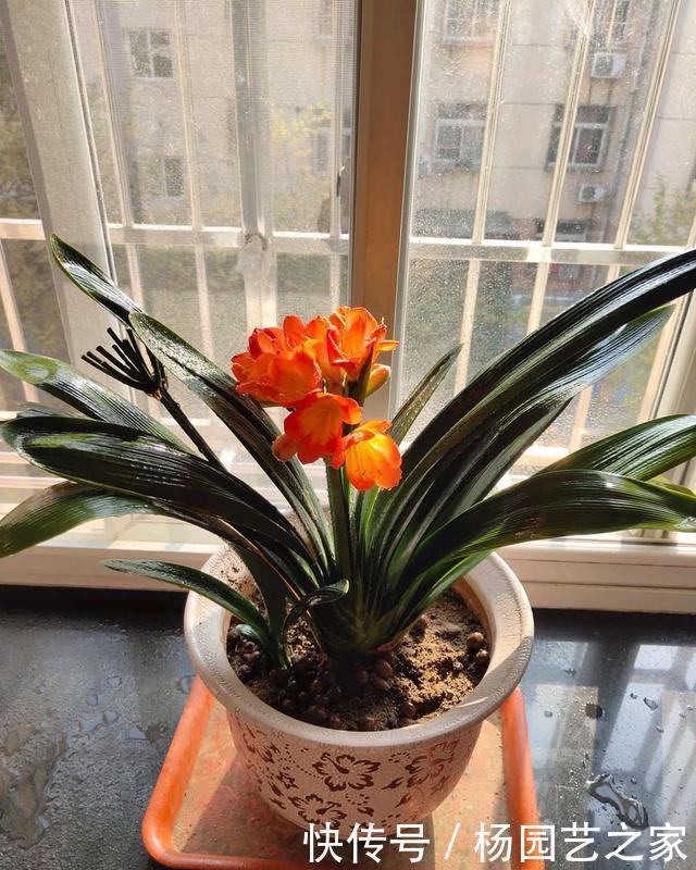 想让君子兰开花？收藏3个小方法，叶片蹭蹭长、花朵鲜艳