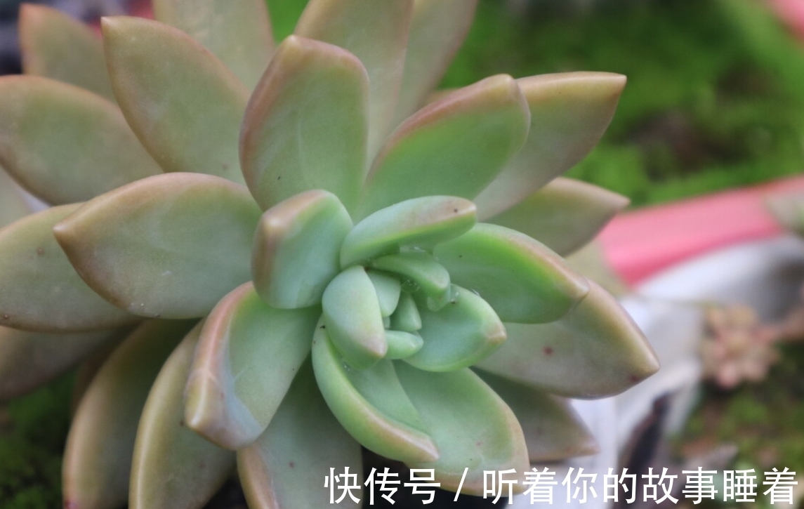 春天栽种多肉植物,做好5个“不”,棵棵长成小胖球