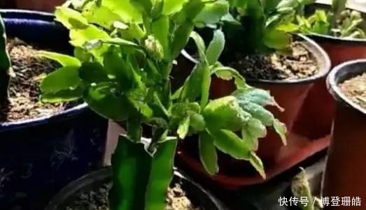 不烂|蟹爪兰喷点这个水,叶片杠杠厚,呼呼冒新芽,10年不烂根