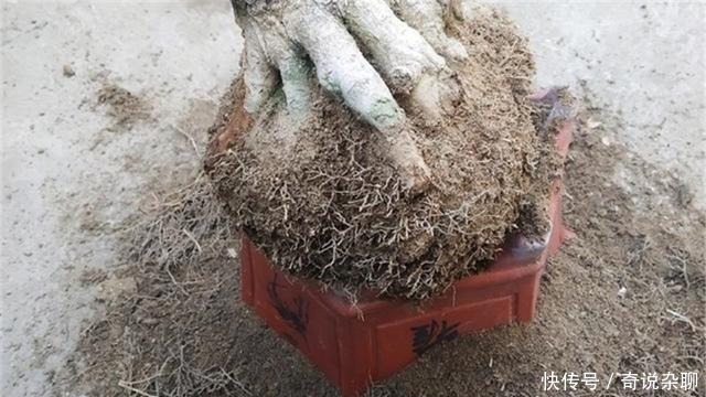植物|制作高价值的盆景,炼根是关键,看看怎么炼