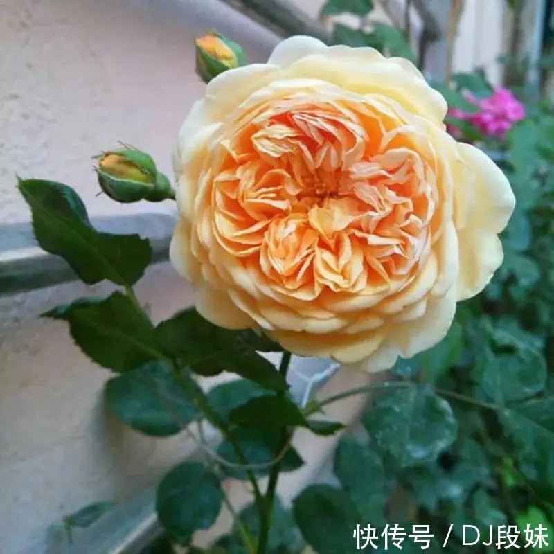 盘点容易混淆的黄花月季品种,能分清其中五个,你就是养花大神